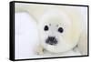 Baby Harp Seal Pup On Ice Of The White Sea-zanskar-Framed Stretched Canvas