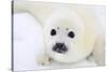 Baby Harp Seal Pup On Ice Of The White Sea-zanskar-Stretched Canvas