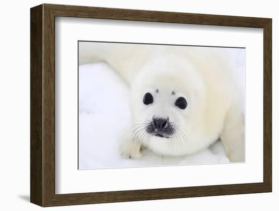 Baby Harp Seal Pup On Ice Of The White Sea-zanskar-Framed Photographic Print