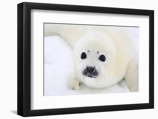 Baby Harp Seal Pup On Ice Of The White Sea-zanskar-Framed Photographic Print