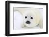 Baby Harp Seal Pup On Ice Of The White Sea-zanskar-Framed Photographic Print