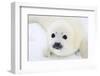 Baby Harp Seal Pup On Ice Of The White Sea-zanskar-Framed Photographic Print