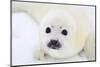 Baby Harp Seal Pup On Ice Of The White Sea-zanskar-Mounted Photographic Print