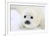 Baby Harp Seal Pup On Ice Of The White Sea-zanskar-Framed Photographic Print