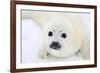 Baby Harp Seal Pup On Ice Of The White Sea-zanskar-Framed Photographic Print