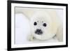 Baby Harp Seal Pup On Ice Of The White Sea-zanskar-Framed Photographic Print