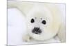 Baby Harp Seal Pup On Ice Of The White Sea-zanskar-Mounted Photographic Print