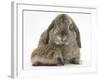 Baby Hedgehog and Agouti Lop Rabbit-Mark Taylor-Framed Photographic Print