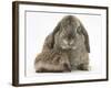 Baby Hedgehog and Agouti Lop Rabbit-Mark Taylor-Framed Photographic Print