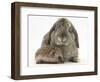 Baby Hedgehog and Agouti Lop Rabbit-Mark Taylor-Framed Photographic Print