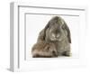 Baby Hedgehog and Agouti Lop Rabbit-Mark Taylor-Framed Photographic Print