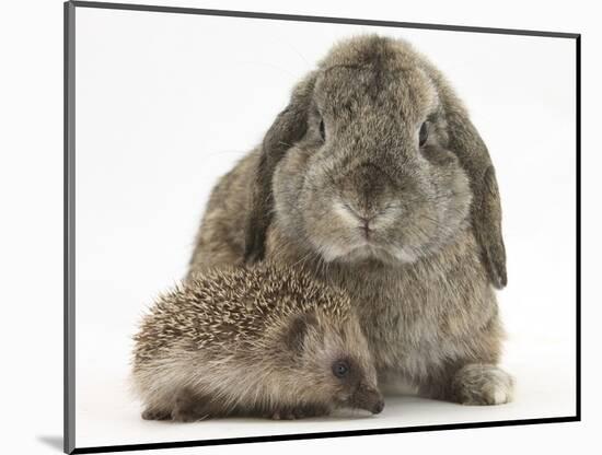 Baby Hedgehog and Agouti Lop Rabbit-Mark Taylor-Mounted Photographic Print