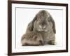 Baby Hedgehog and Agouti Lop Rabbit-Mark Taylor-Framed Photographic Print