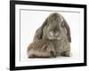 Baby Hedgehog and Agouti Lop Rabbit-Mark Taylor-Framed Photographic Print