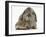 Baby Hedgehog and Agouti Lop Rabbit-Mark Taylor-Framed Photographic Print