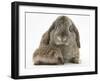 Baby Hedgehog and Agouti Lop Rabbit-Mark Taylor-Framed Photographic Print