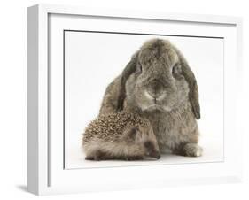 Baby Hedgehog and Agouti Lop Rabbit-Mark Taylor-Framed Photographic Print