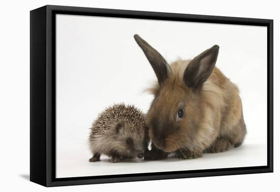 Baby Hedgehog and Young Lionhead-Cross Rabbit-Mark Taylor-Framed Stretched Canvas