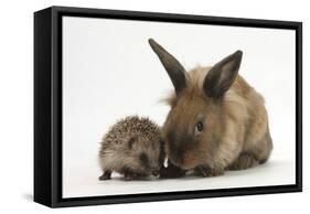 Baby Hedgehog and Young Lionhead-Cross Rabbit-Mark Taylor-Framed Stretched Canvas