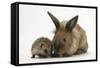 Baby Hedgehog and Young Lionhead-Cross Rabbit-Mark Taylor-Framed Stretched Canvas