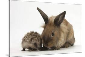 Baby Hedgehog and Young Lionhead-Cross Rabbit-Mark Taylor-Stretched Canvas