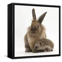 Baby Hedgehog and Young Lionhead-Cross Rabbit-Mark Taylor-Framed Stretched Canvas