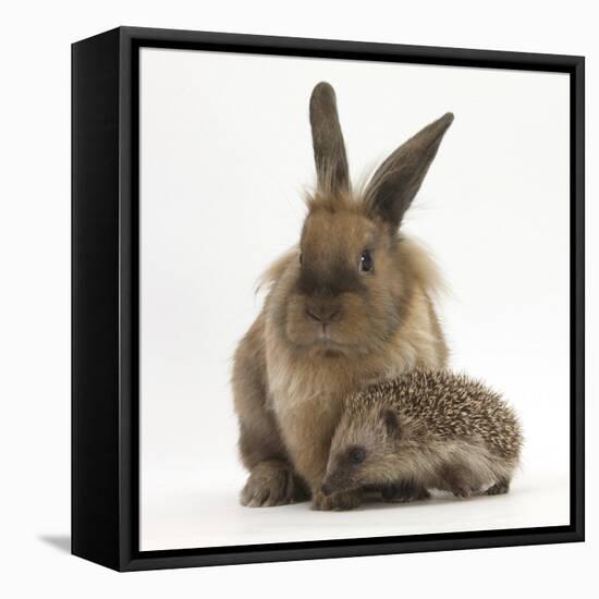 Baby Hedgehog and Young Lionhead-Cross Rabbit-Mark Taylor-Framed Stretched Canvas