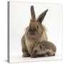 Baby Hedgehog and Young Lionhead-Cross Rabbit-Mark Taylor-Stretched Canvas