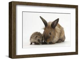 Baby Hedgehog and Young Lionhead-Cross Rabbit-Mark Taylor-Framed Photographic Print