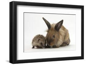 Baby Hedgehog and Young Lionhead-Cross Rabbit-Mark Taylor-Framed Photographic Print