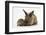 Baby Hedgehog and Young Lionhead-Cross Rabbit-Mark Taylor-Framed Photographic Print