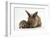 Baby Hedgehog and Young Lionhead-Cross Rabbit-Mark Taylor-Framed Photographic Print