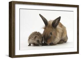 Baby Hedgehog and Young Lionhead-Cross Rabbit-Mark Taylor-Framed Photographic Print