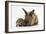 Baby Hedgehog and Young Lionhead-Cross Rabbit-Mark Taylor-Framed Photographic Print