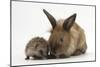 Baby Hedgehog and Young Lionhead-Cross Rabbit-Mark Taylor-Mounted Photographic Print