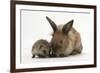 Baby Hedgehog and Young Lionhead-Cross Rabbit-Mark Taylor-Framed Photographic Print