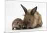 Baby Hedgehog and Young Lionhead-Cross Rabbit-Mark Taylor-Mounted Photographic Print