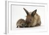 Baby Hedgehog and Young Lionhead-Cross Rabbit-Mark Taylor-Framed Photographic Print