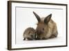 Baby Hedgehog and Young Lionhead-Cross Rabbit-Mark Taylor-Framed Photographic Print