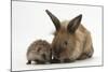 Baby Hedgehog and Young Lionhead-Cross Rabbit-Mark Taylor-Mounted Photographic Print