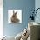 Baby Hedgehog and Young Lionhead-Cross Rabbit-Mark Taylor-Photographic Print displayed on a wall