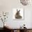 Baby Hedgehog and Young Lionhead-Cross Rabbit-Mark Taylor-Photographic Print displayed on a wall