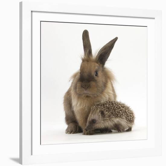 Baby Hedgehog and Young Lionhead-Cross Rabbit-Mark Taylor-Framed Photographic Print