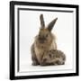 Baby Hedgehog and Young Lionhead-Cross Rabbit-Mark Taylor-Framed Photographic Print