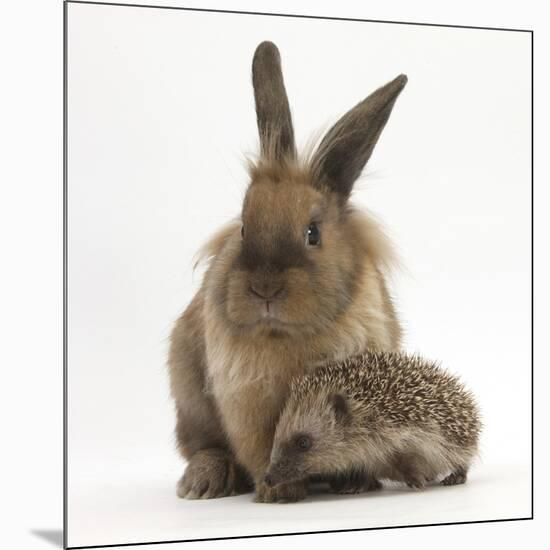 Baby Hedgehog and Young Lionhead-Cross Rabbit-Mark Taylor-Mounted Photographic Print