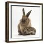 Baby Hedgehog and Young Lionhead-Cross Rabbit-Mark Taylor-Framed Photographic Print