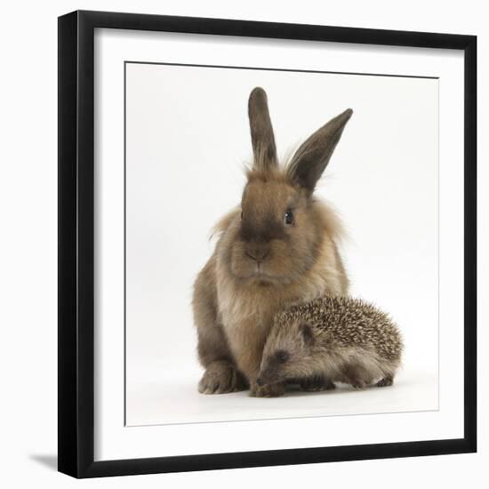 Baby Hedgehog and Young Lionhead-Cross Rabbit-Mark Taylor-Framed Photographic Print