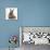 Baby Hedgehog and Young Lionhead-Cross Rabbit-Mark Taylor-Mounted Photographic Print displayed on a wall