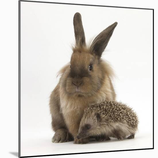 Baby Hedgehog and Young Lionhead-Cross Rabbit-Mark Taylor-Mounted Photographic Print