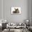 Baby Hedgehog and Young Lionhead-Cross Rabbit-Mark Taylor-Stretched Canvas displayed on a wall